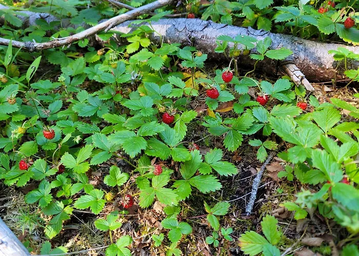 Pensionat Garni Mozart Nesthouse