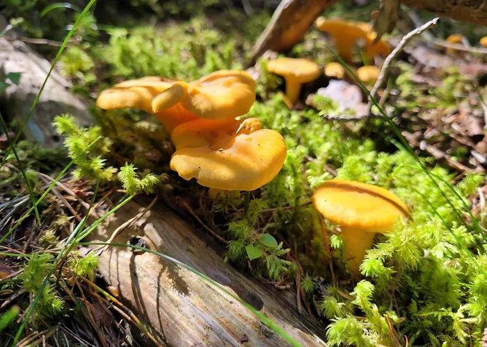 Garni Mozart Nesthouse Πανσιόν 4*