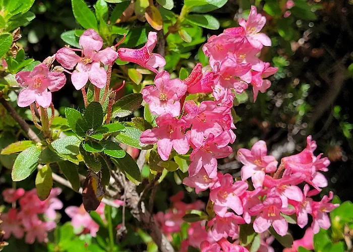 Garni Mozart Nesthouse Πανσιόν Canazei